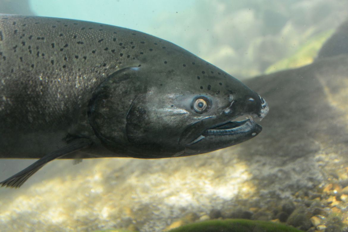 Chinook salmon
